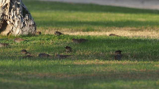 strnadec bělopásý - ML647595414