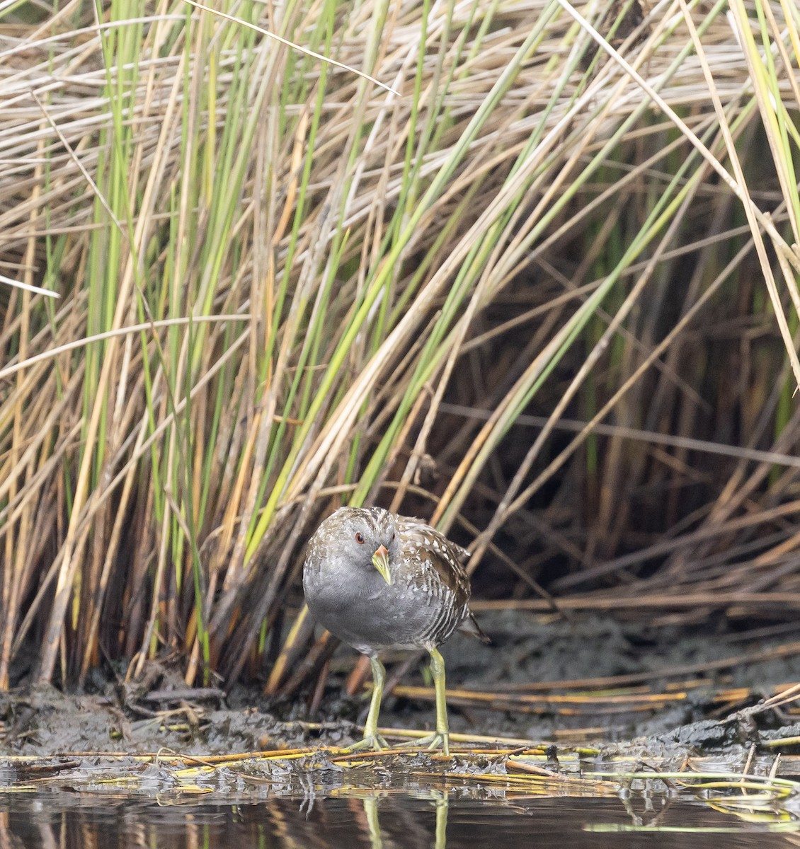 Australian Crake - ML647595426