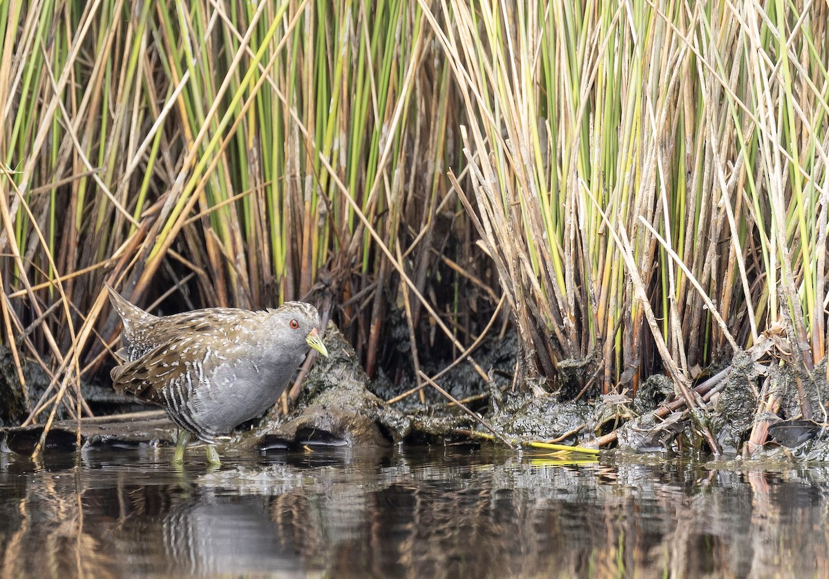 Australian Crake - ML647595427