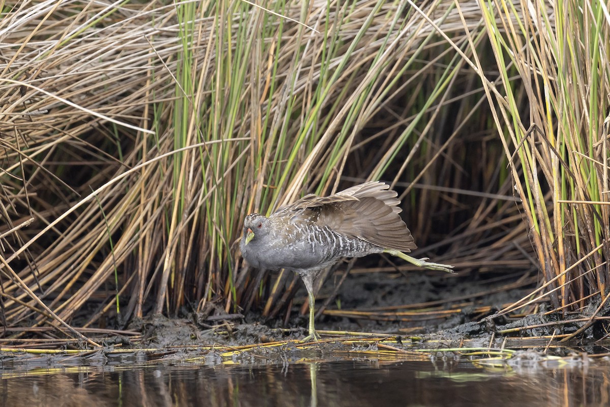 Australian Crake - ML647595428