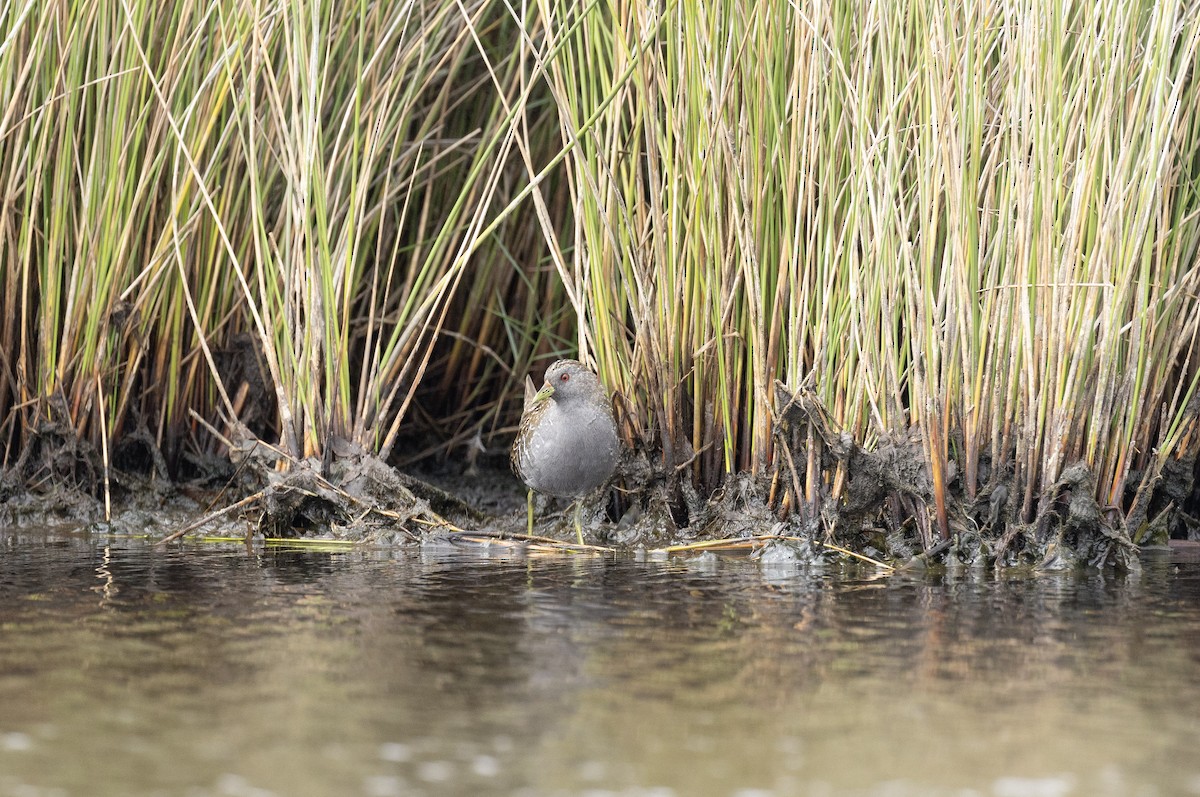 Australian Crake - ML647595429