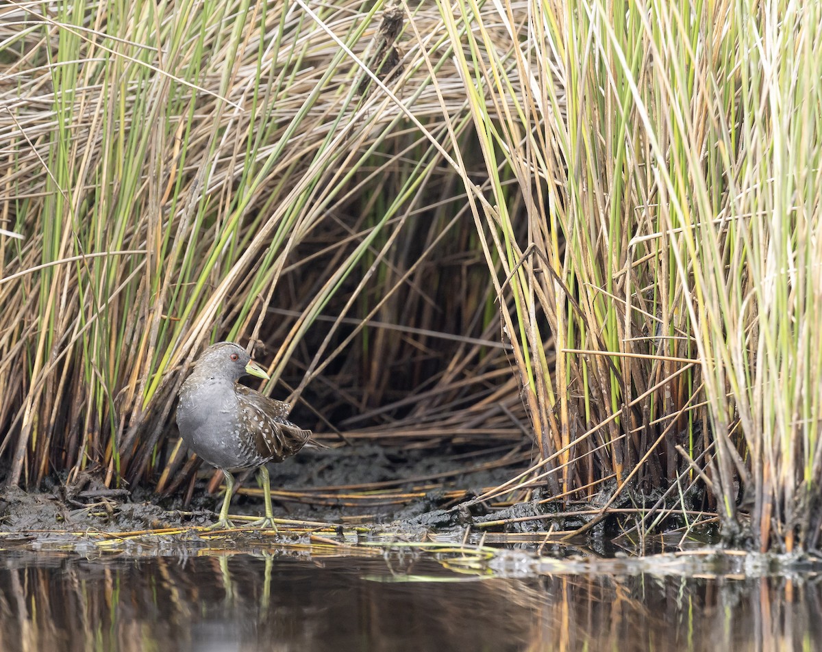 Australian Crake - ML647595430