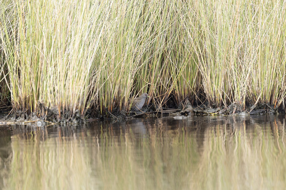 Australian Crake - ML647595431