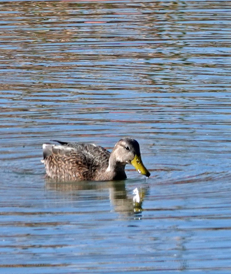 Mexican Duck - ML647595434