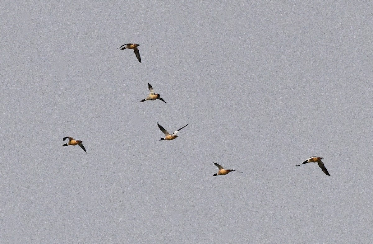 Common Merganser - ML647595436