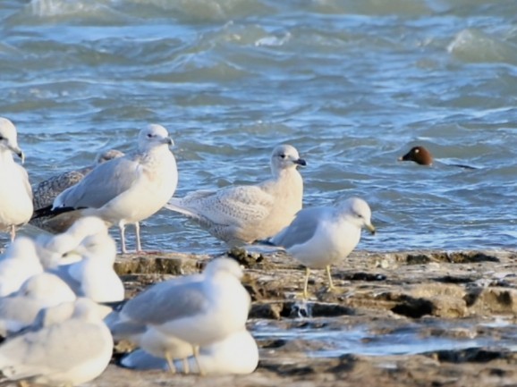 Iceland Gull (kumlieni/glaucoides) - ML647595438