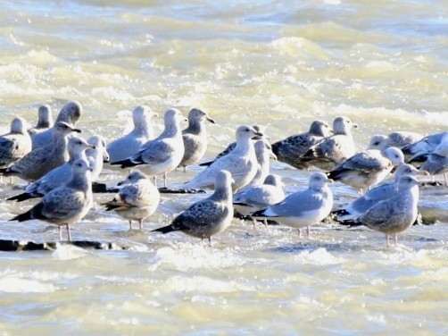Iceland Gull (kumlieni/glaucoides) - ML647595439