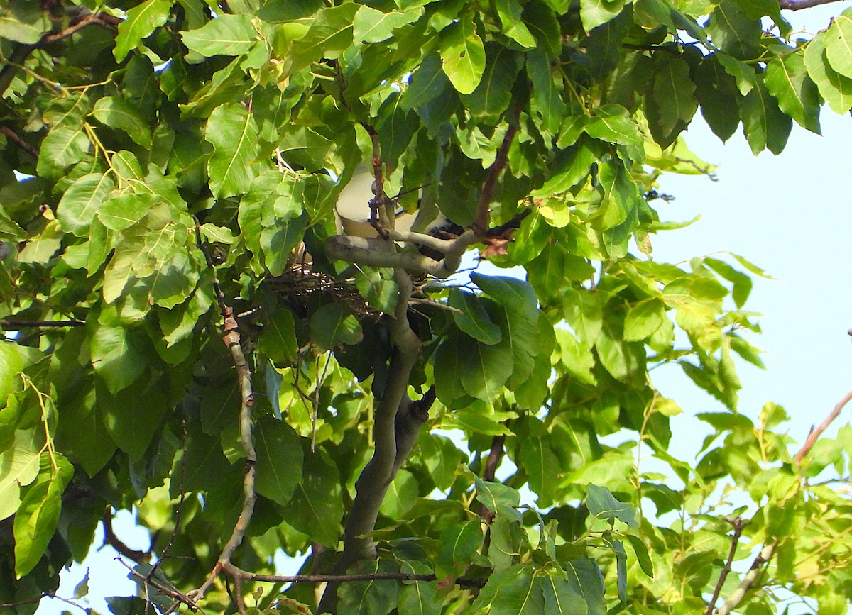 Torresian Imperial-Pigeon - ML647595440