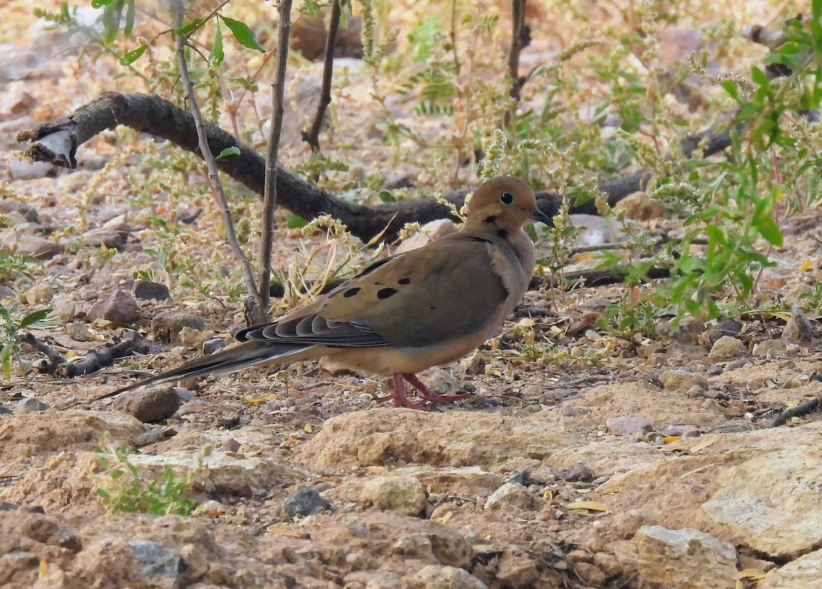 Mourning Dove - ML647595441