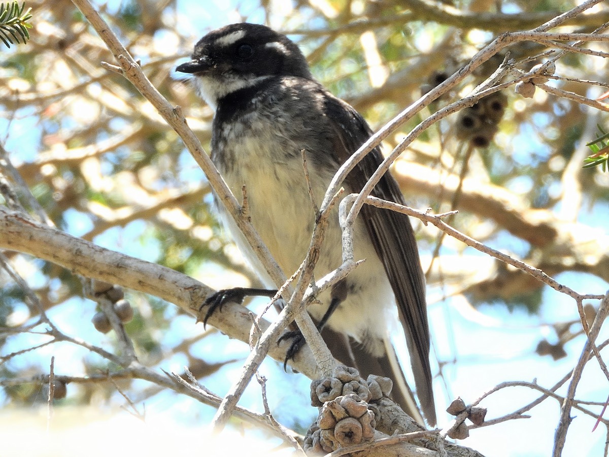 Gray Fantail - ML647595443