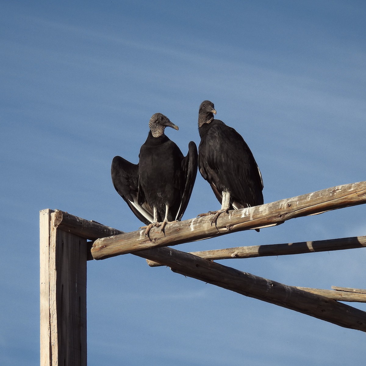 Black Vulture - ML647595444