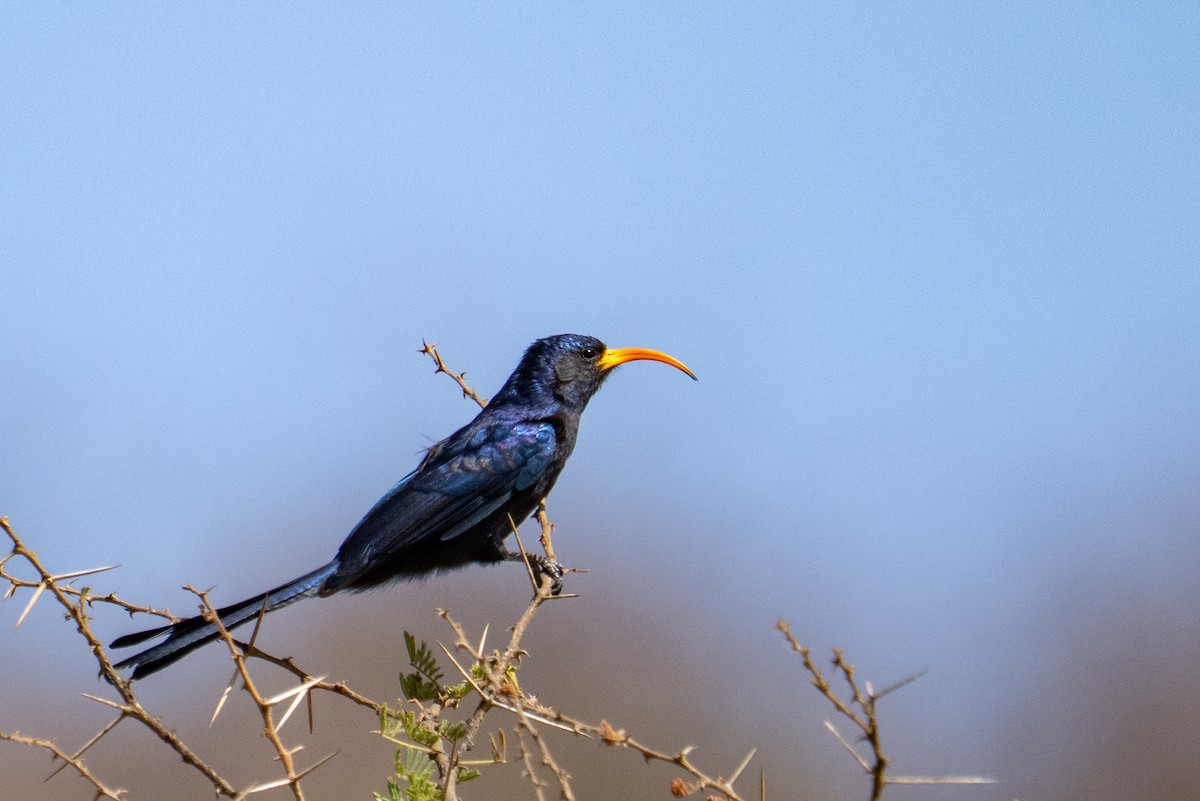 Abyssinian Scimitarbill - ML647595445