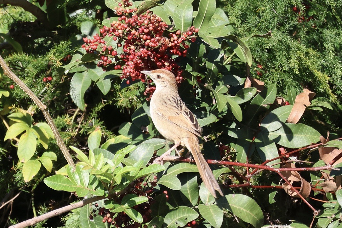 Tawny Grassbird - ML647595447