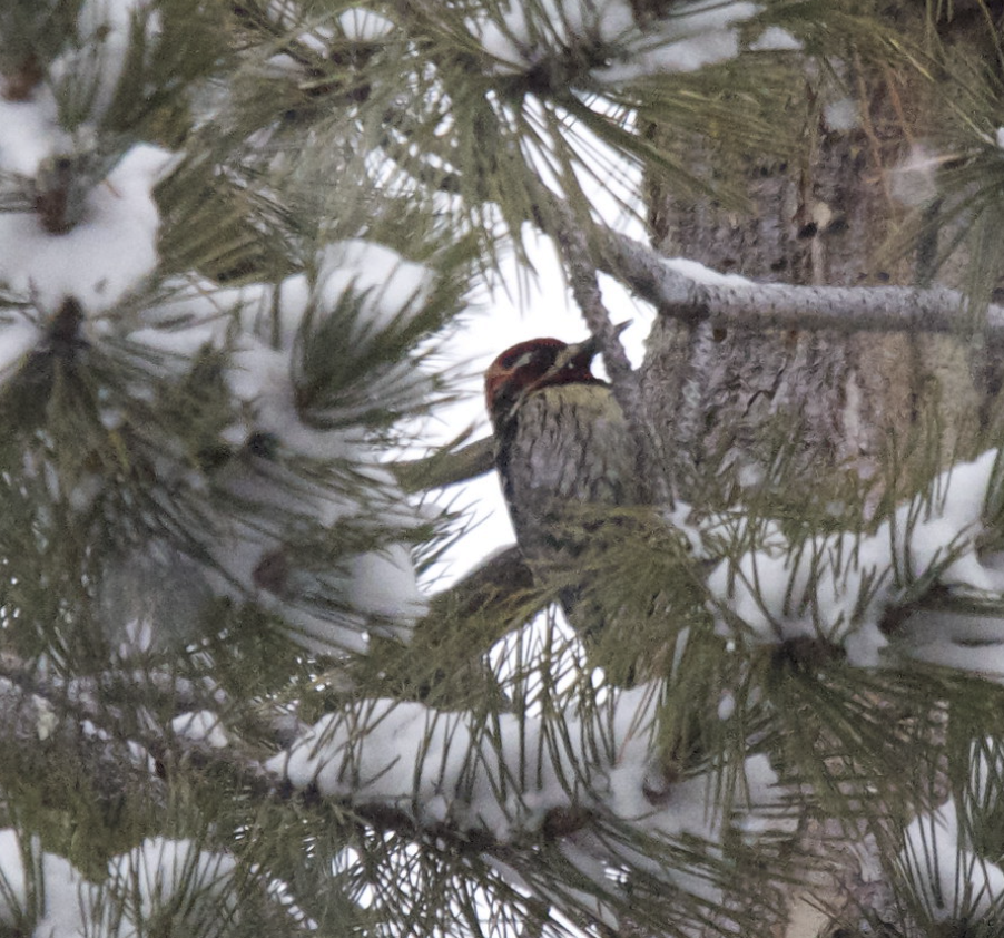Red-naped Sapsucker - ML647595449
