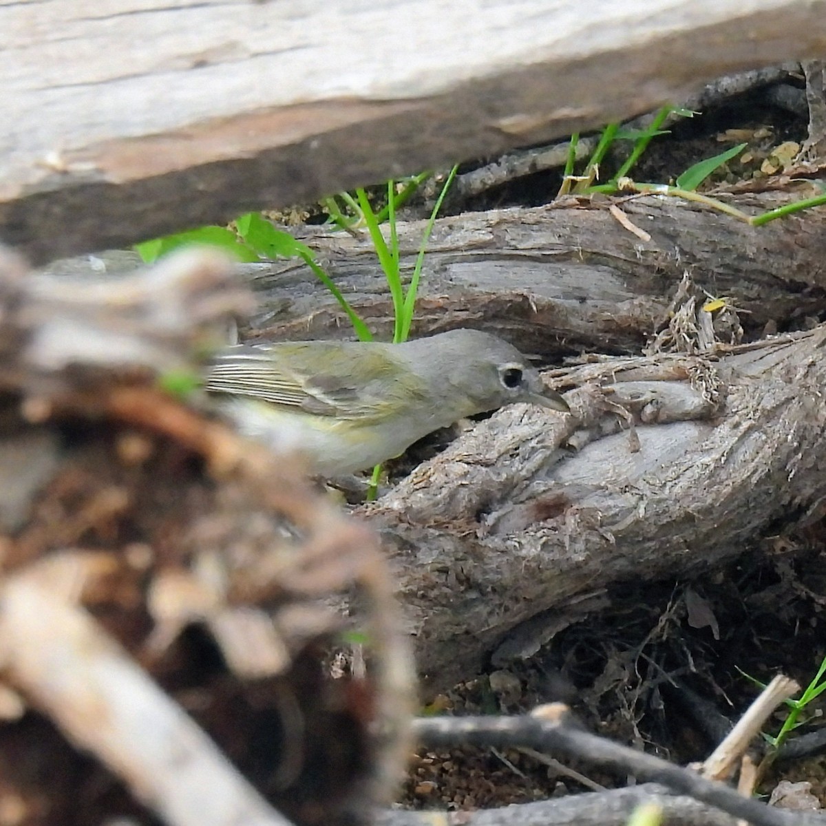 Bell's Vireo - ML647595450