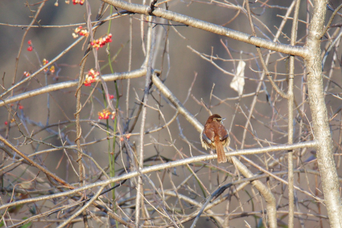 Carolina Wren - ML647595451