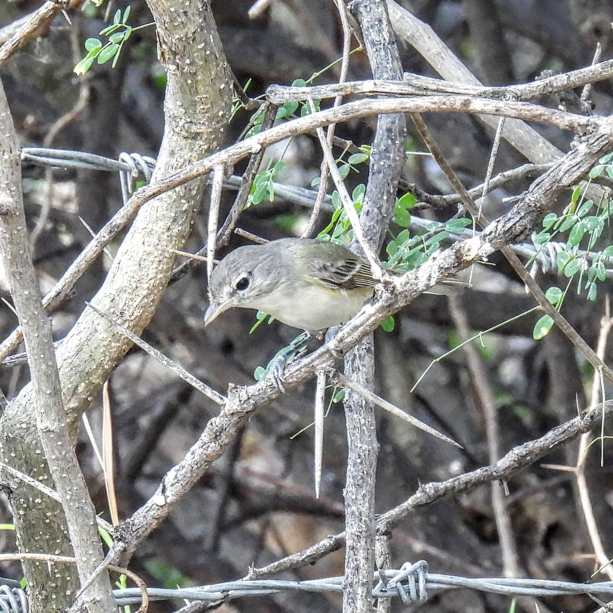 Bell's Vireo - ML647595452