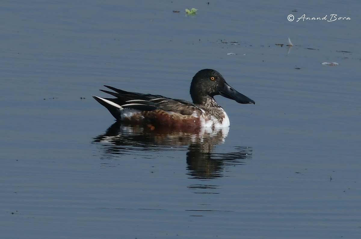 Northern Shoveler - ML647595453