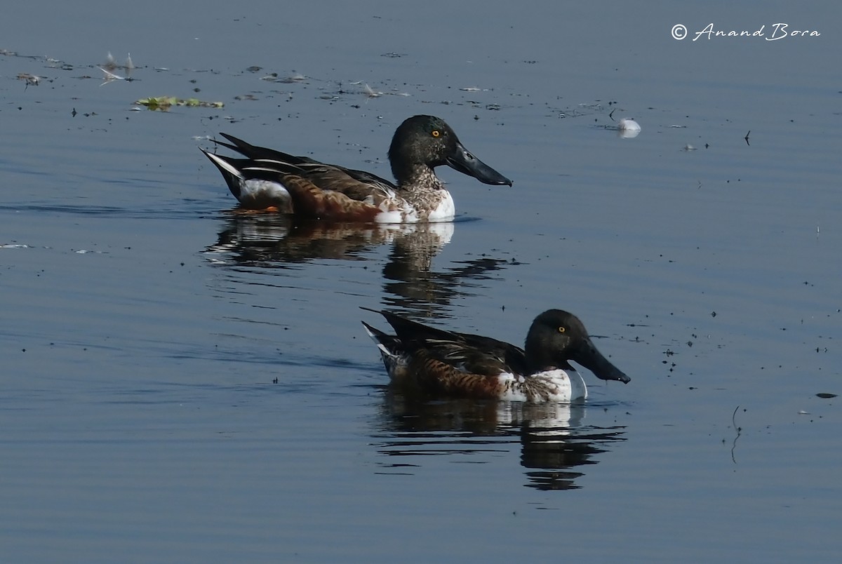 Northern Shoveler - ML647595454