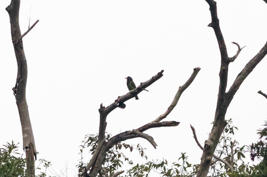 Great Barbet - ML647595456