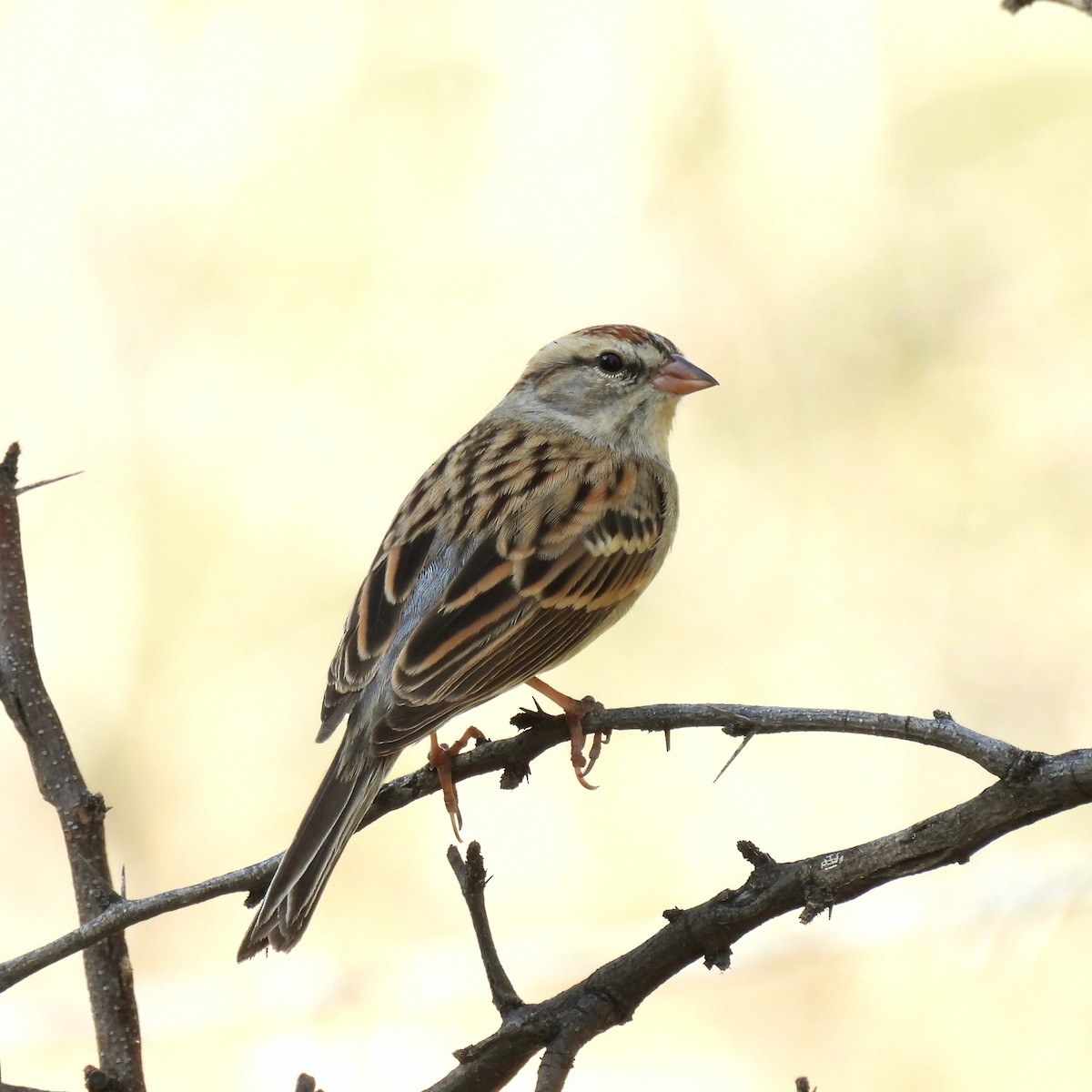 Chipping Sparrow - ML647595457