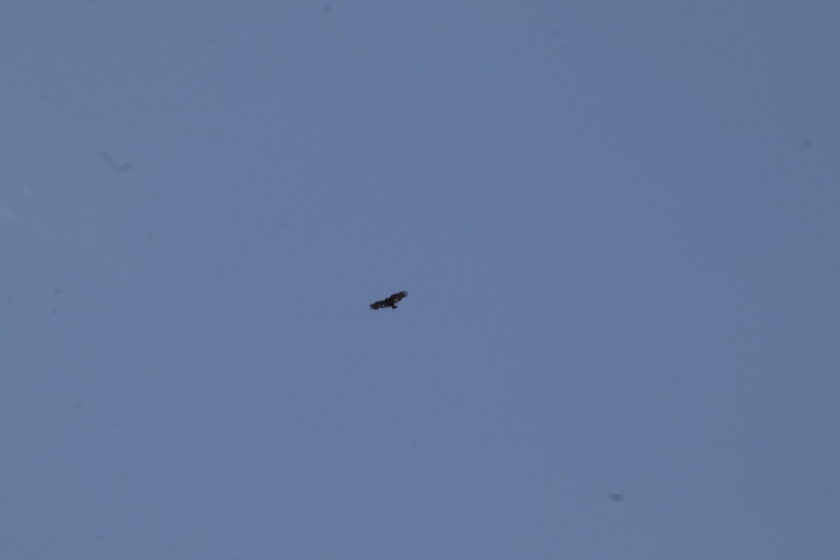 Common Black Hawk - ML647595458