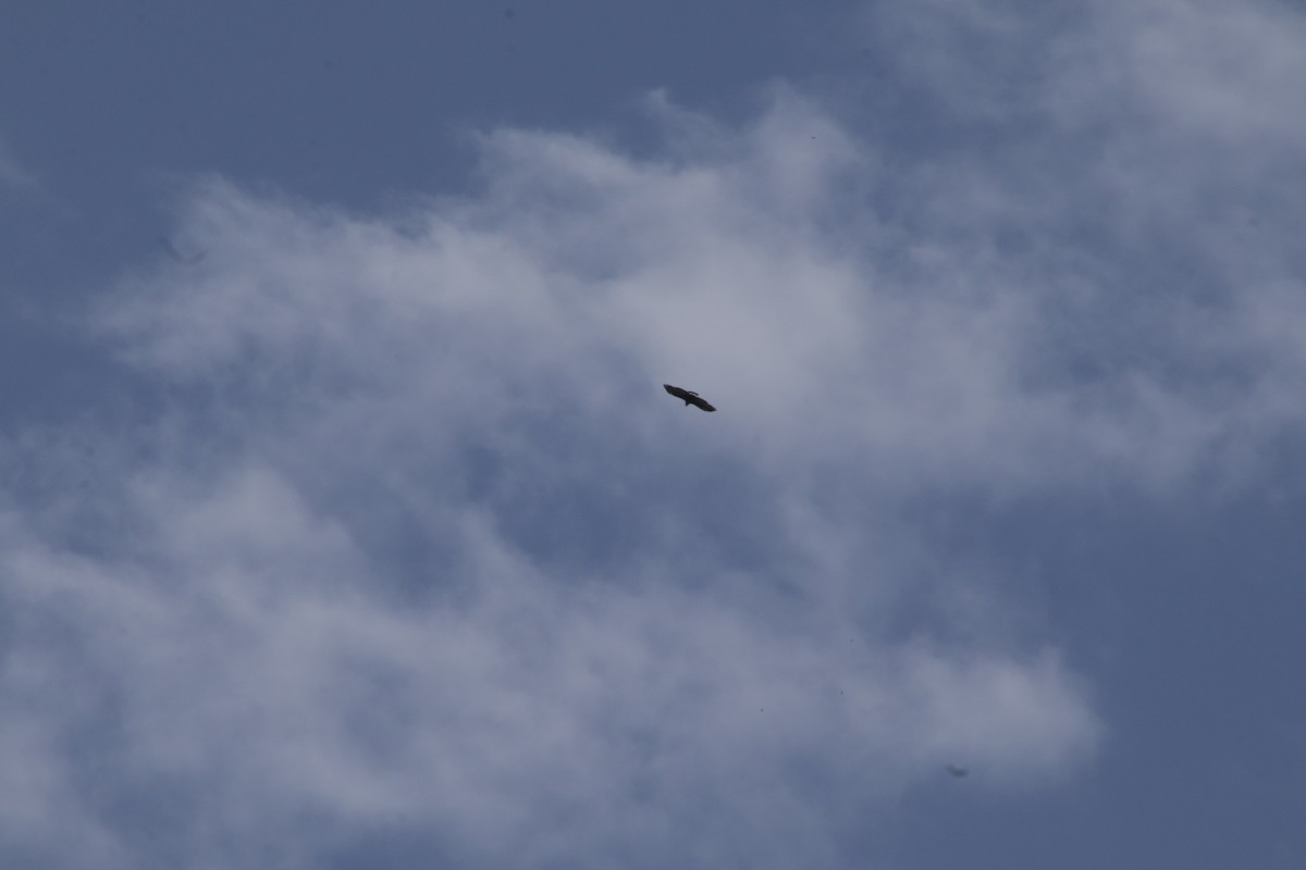 Common Black Hawk - ML647595459