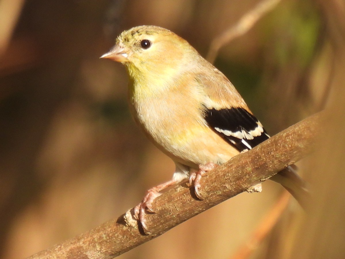 American Goldfinch - ML647595463