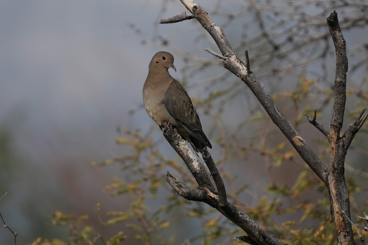 Mourning Dove - ML647595468