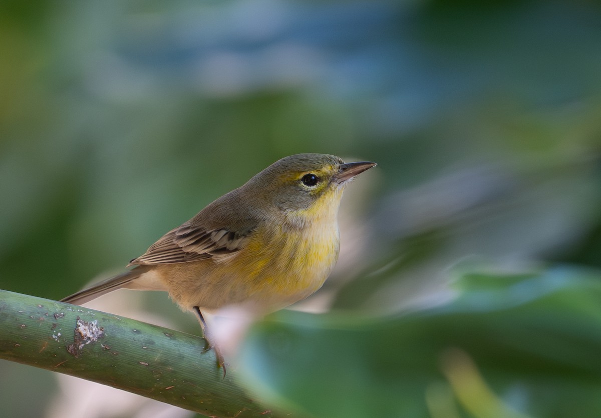 Pine Warbler - ML647595478