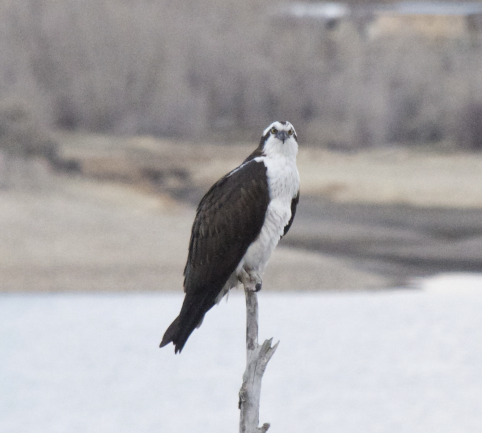 魚鷹 - ML647595480