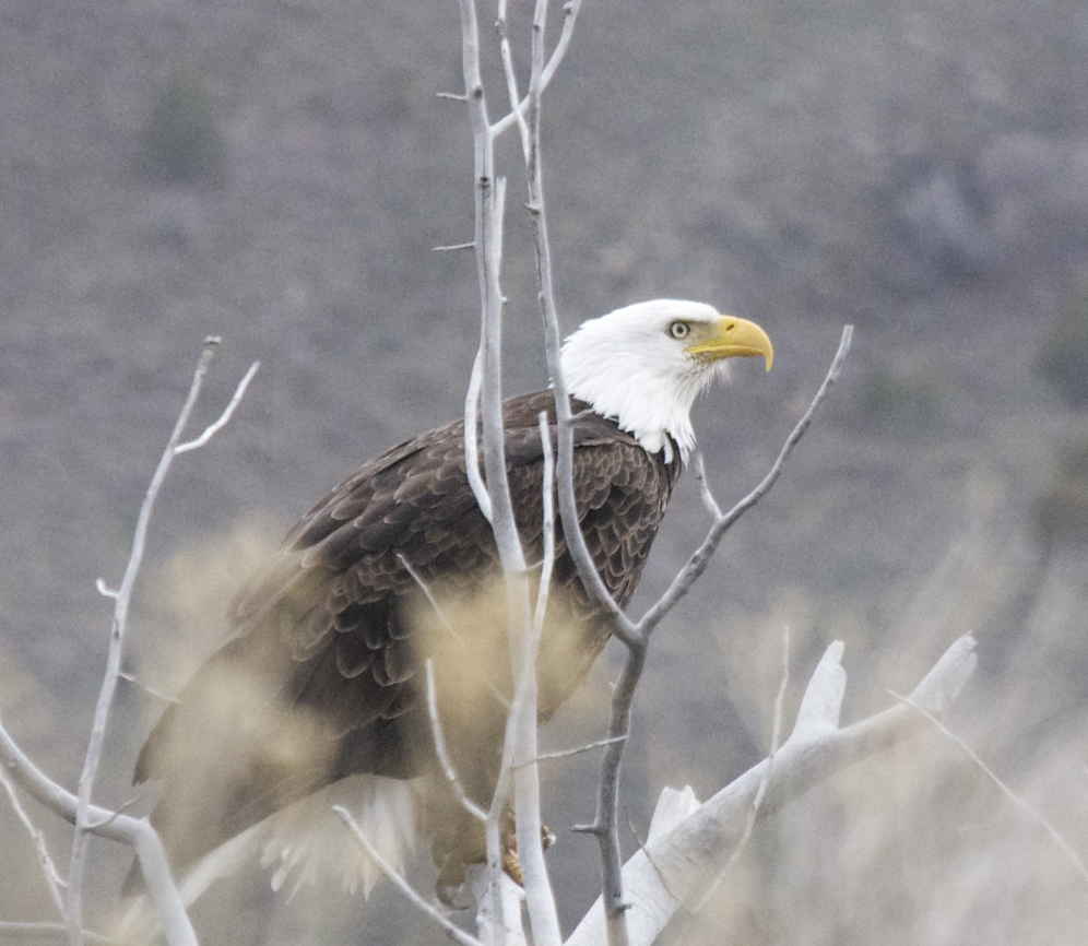 Bald Eagle - ML647595500