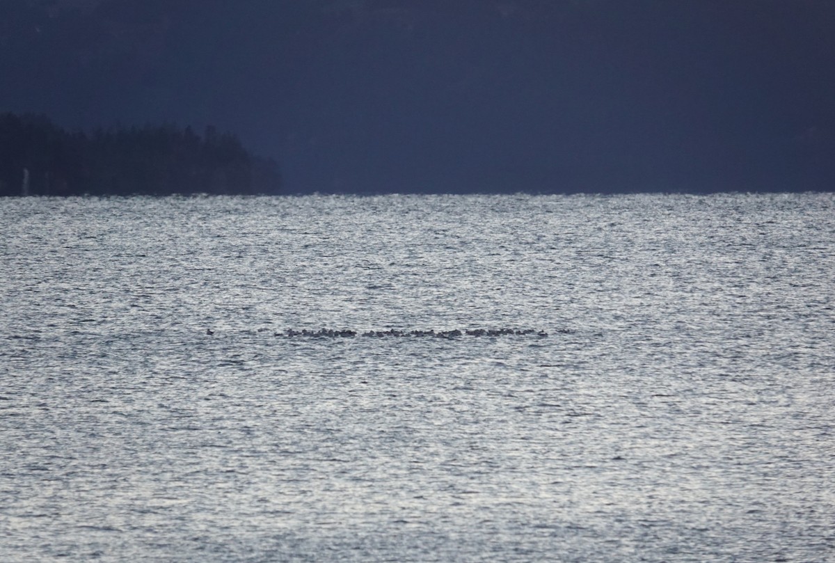 Möwe, unbestimmt - ML647595501