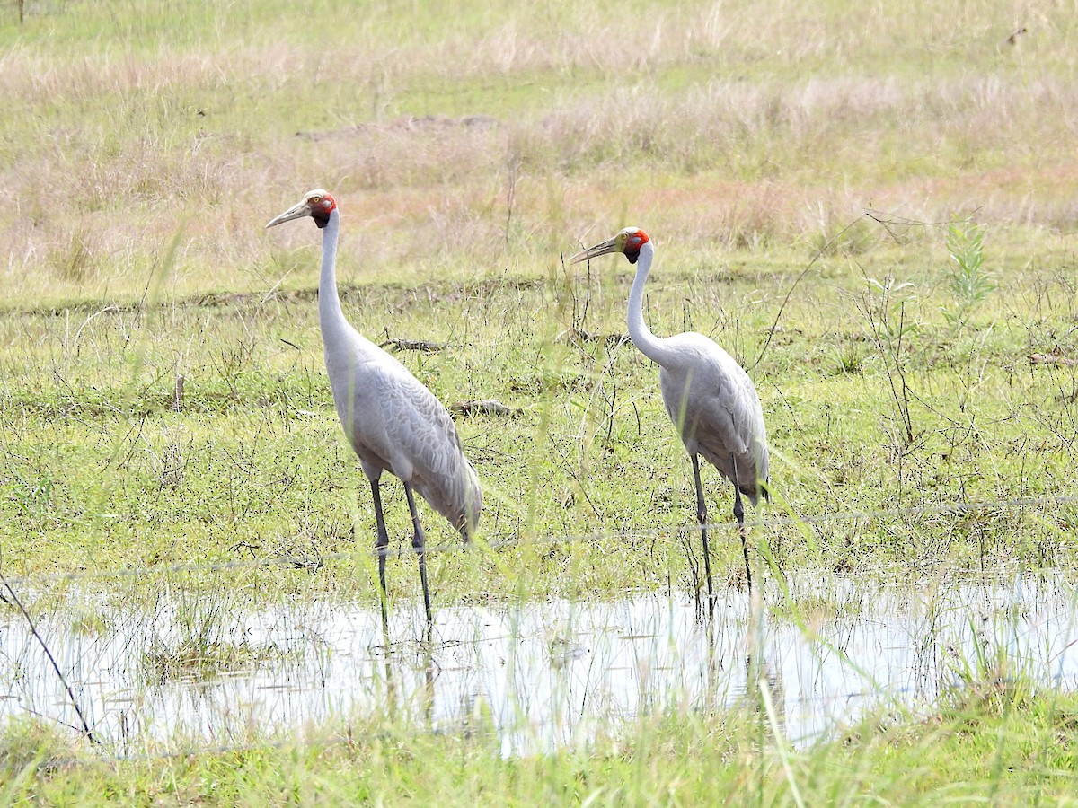 Brolga - ML647595502
