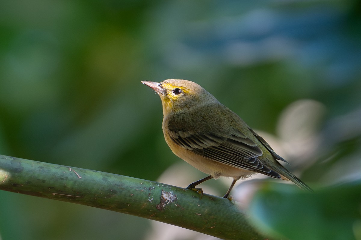 Pine Warbler - ML647595529