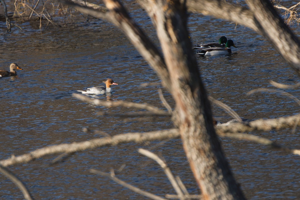 Scaly-sided Merganser - ML647595547