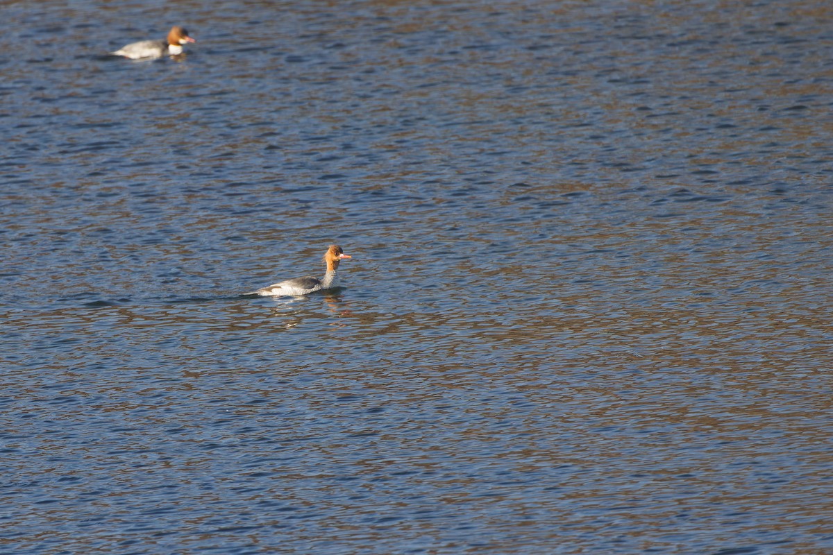Scaly-sided Merganser - ML647595548