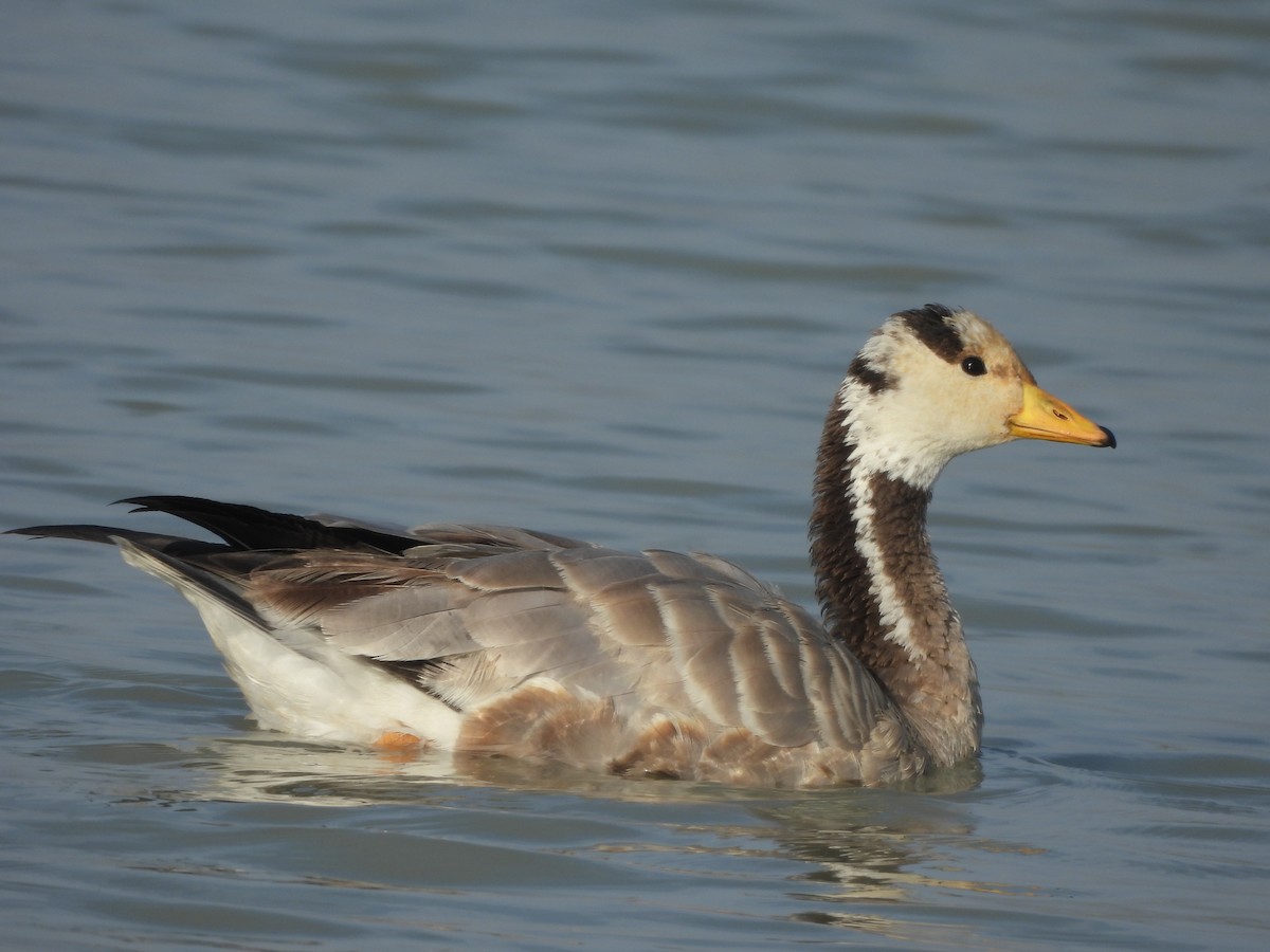 Oie à tête barrée - ML647595550