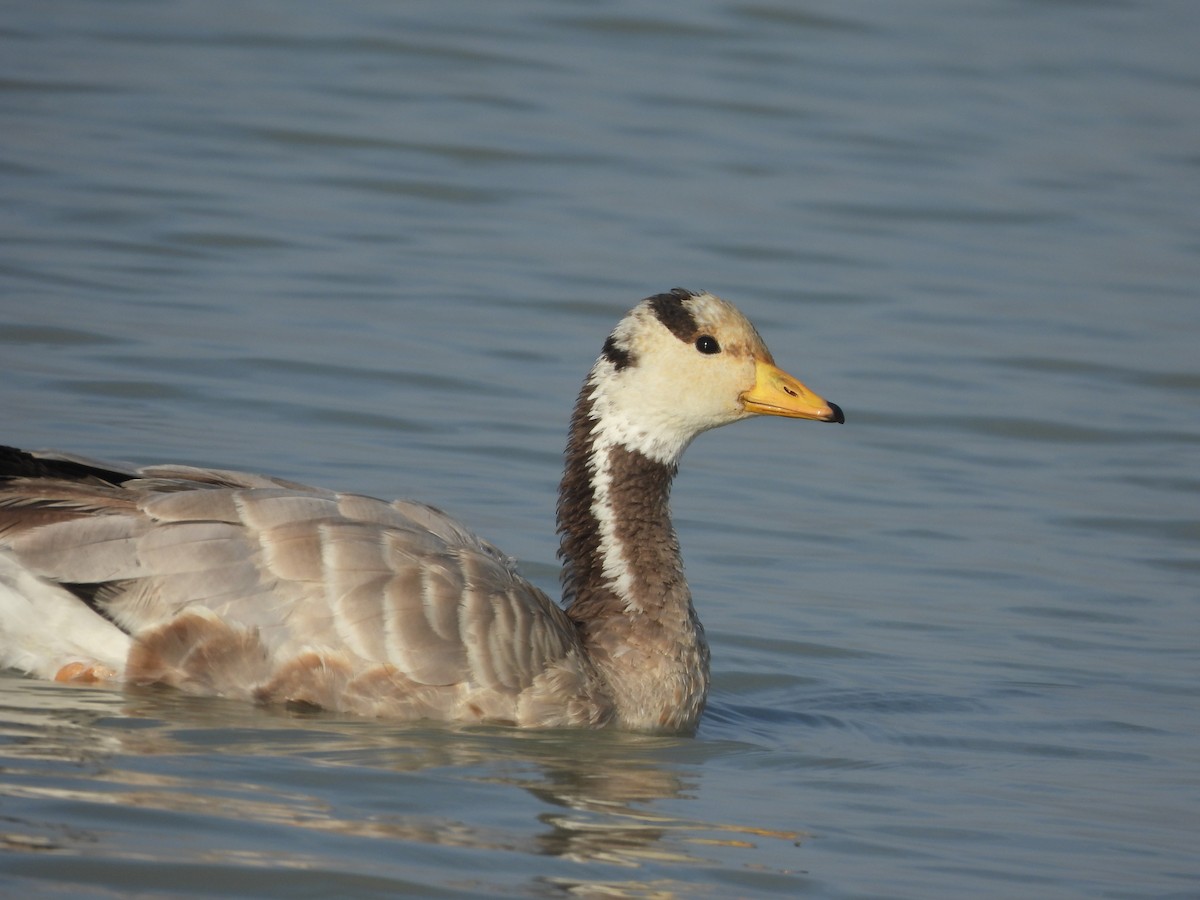 Oie à tête barrée - ML647595551