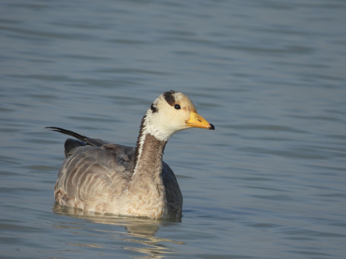 Oie à tête barrée - ML647595552