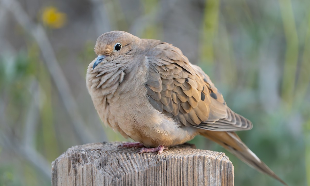 Mourning Dove - ML647595556
