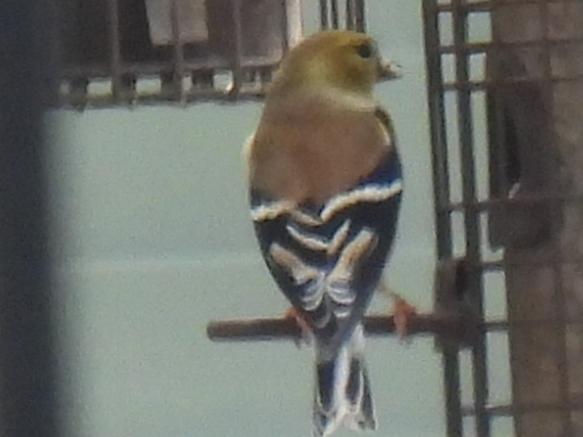 American Goldfinch - ML647595558