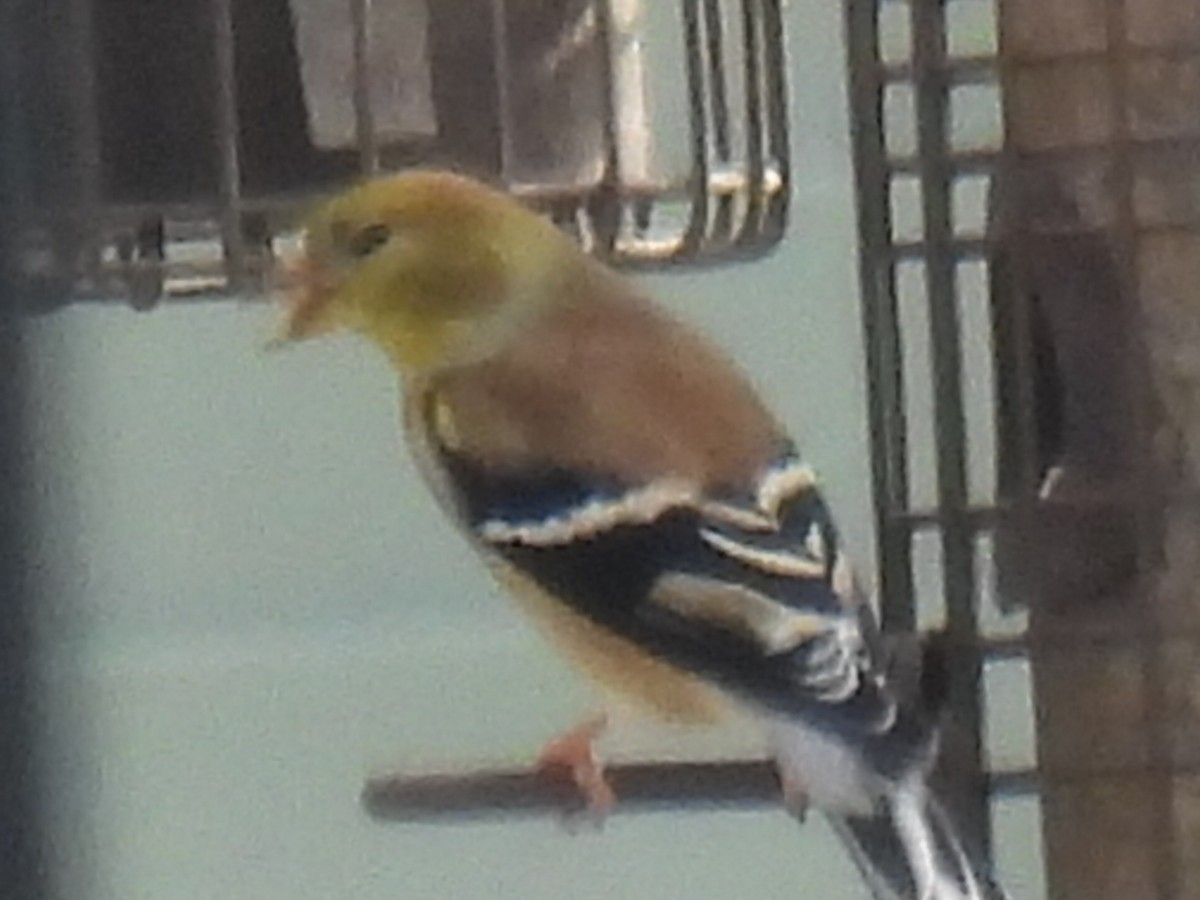 American Goldfinch - ML647595566
