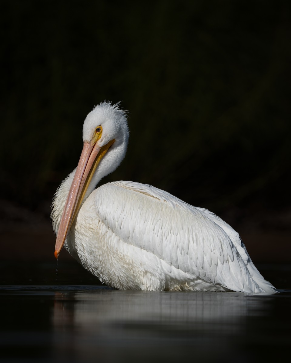 Pelikano zuri amerikarra - ML647595568