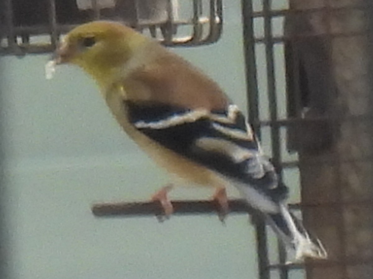 American Goldfinch - ML647595569