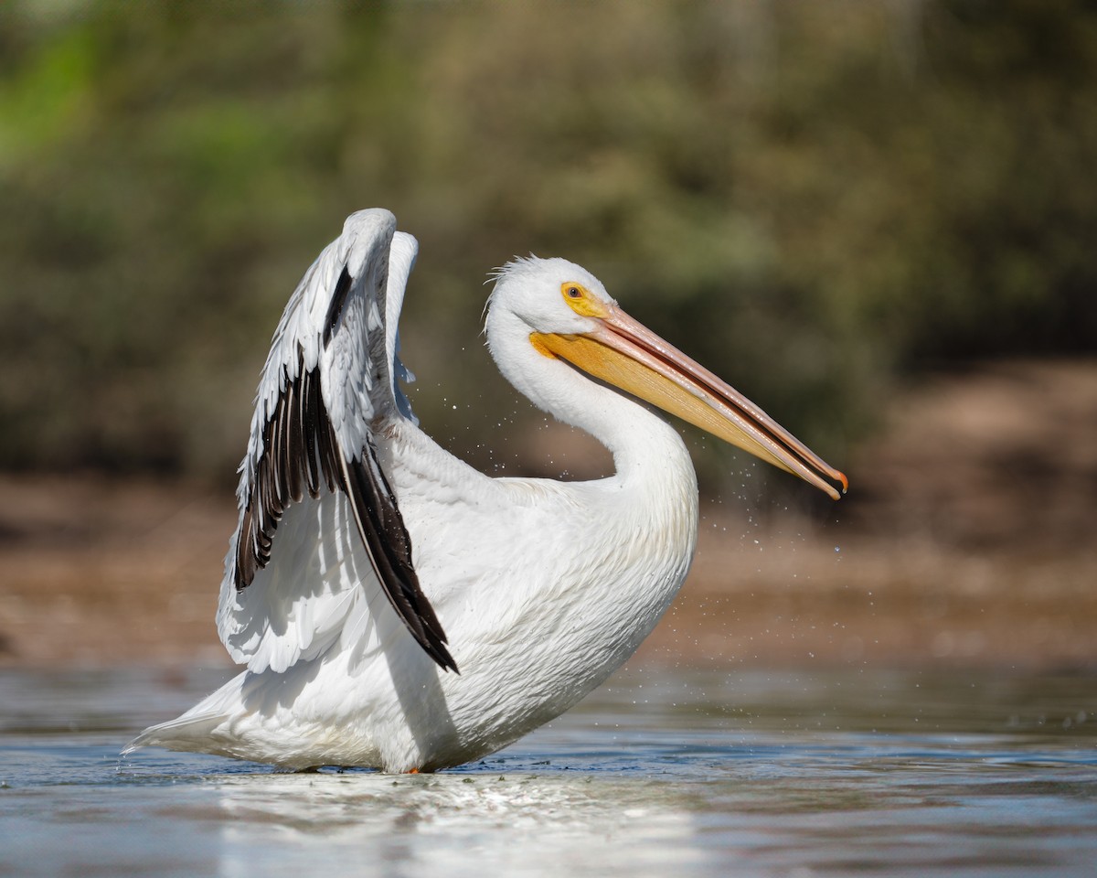 Pelikano zuri amerikarra - ML647595570