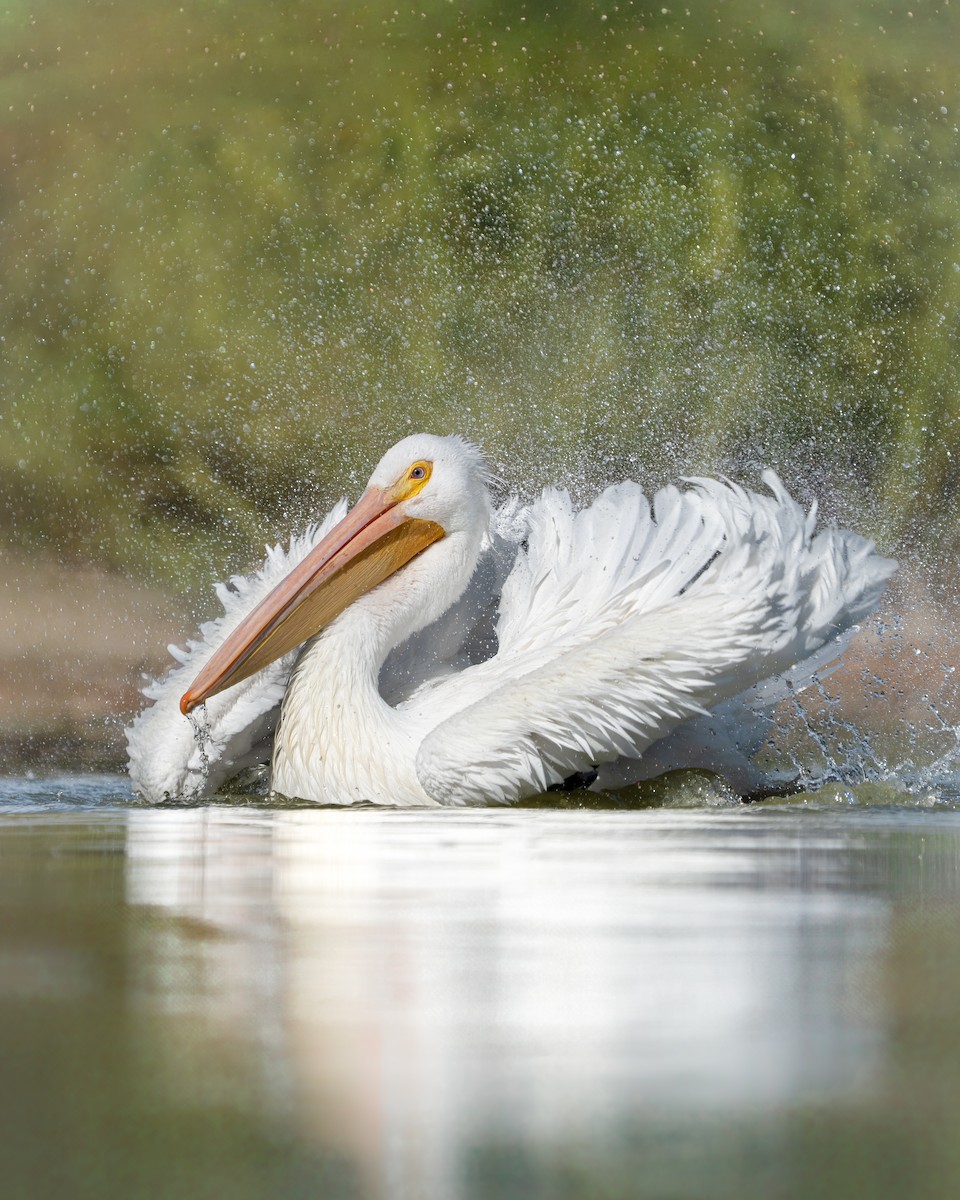 Pelikano zuri amerikarra - ML647595572