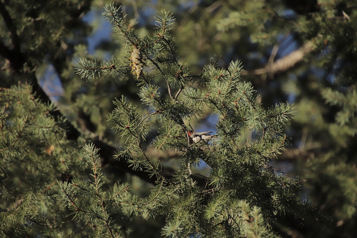 Red-faced Warbler - ML647595574