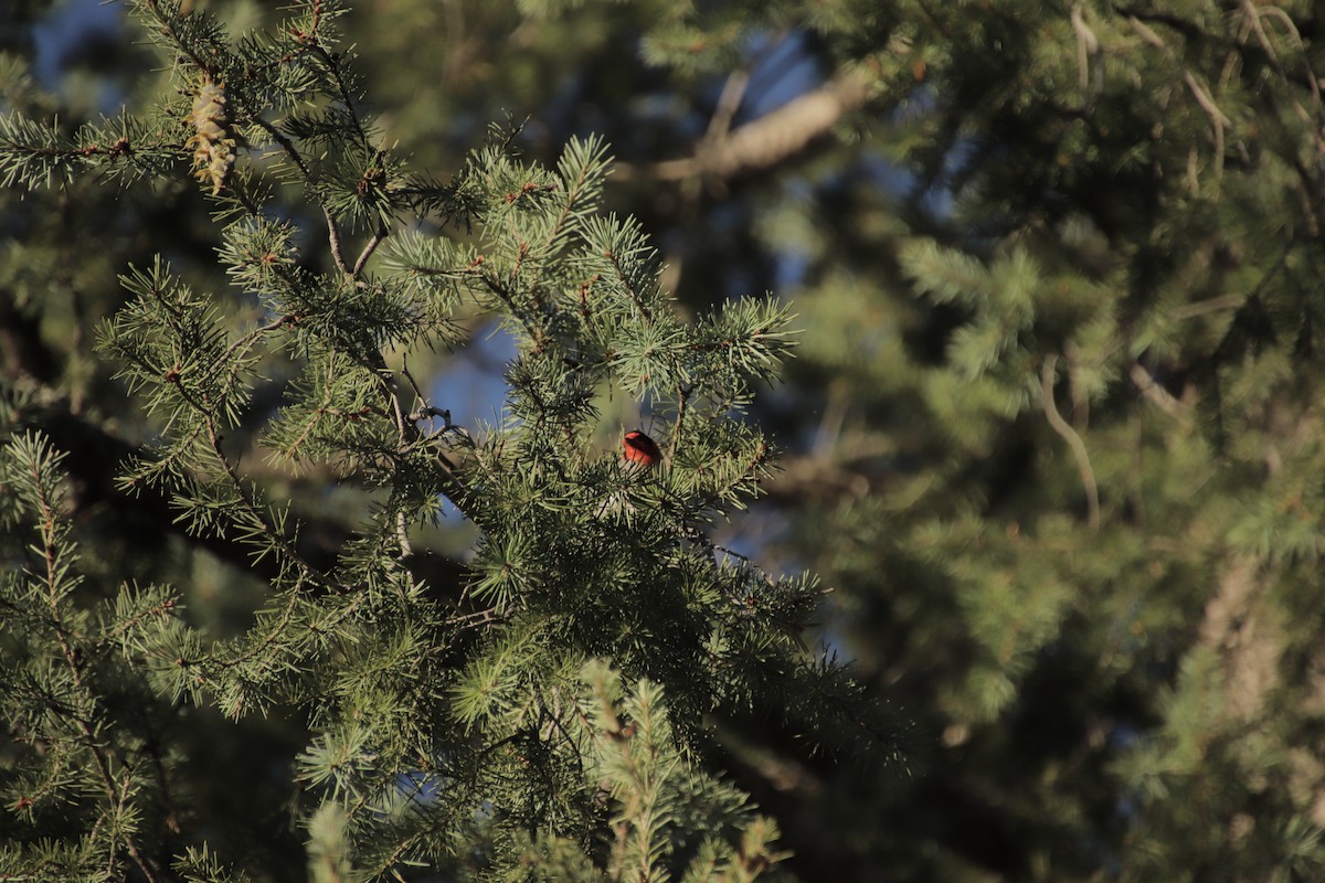 Red-faced Warbler - ML647595575
