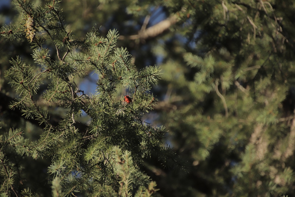 Red-faced Warbler - ML647595576
